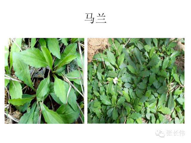 高清杂草图谱,一次全认识了