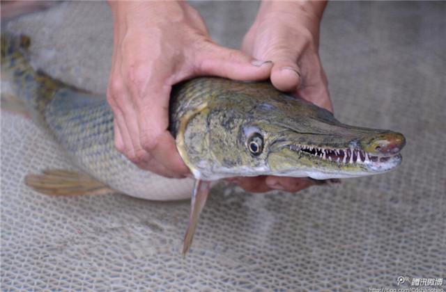 组图:四川自贡鱼塘钓起满口利牙美洲食肉鱼