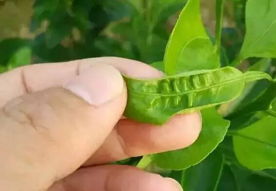 提高柑橘卖相需从花期抓起 拒绝花皮果 蓟马防治大全送上 腾讯新闻
