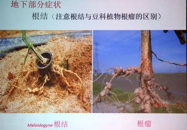 植保《小麦三种主要根部病害的识别及防治方法》《线虫症状不明显无法