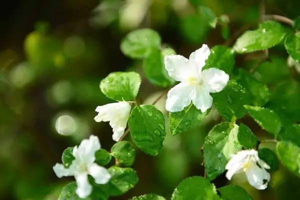 北京|北京周边自驾游，就去这些人少，景美的地方！