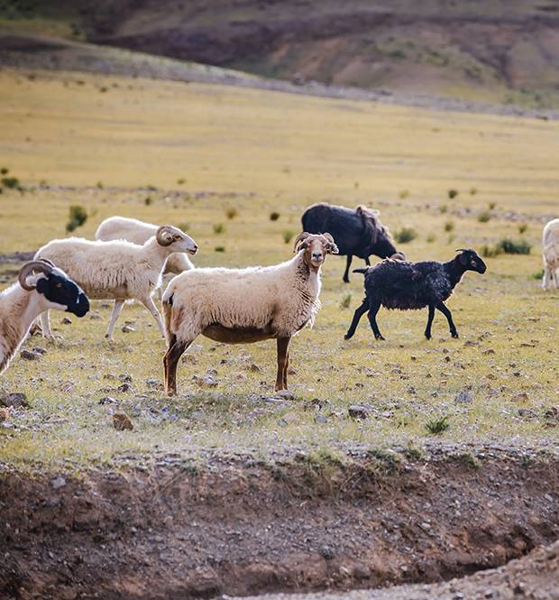 奔跑的黄羊 藏族人民也叫它们白屁股 非常可爱!