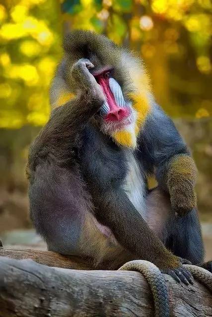 罕见怪猴大开眼界