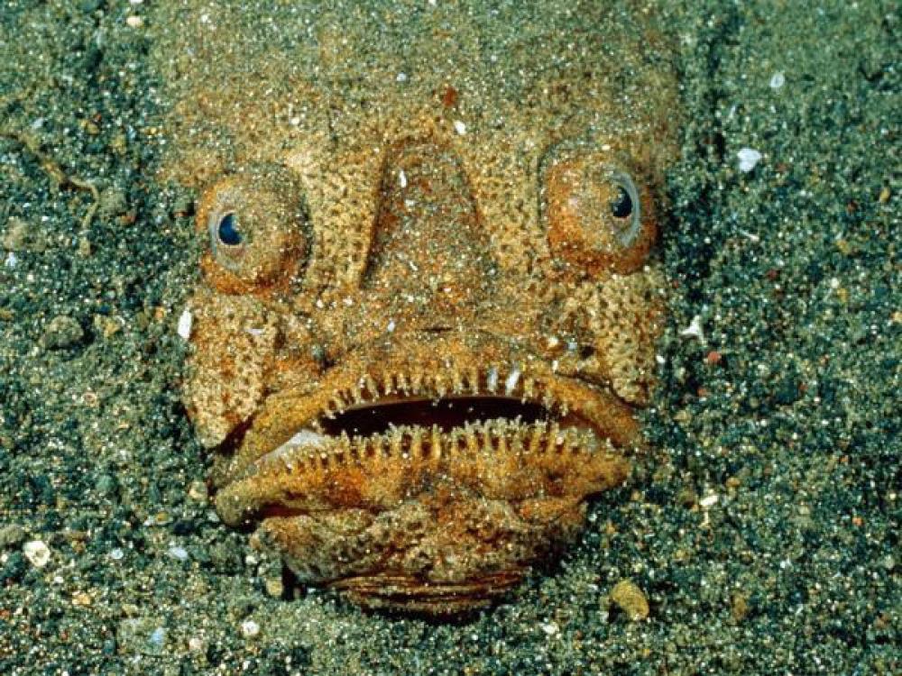海底巨大恐怖生物图片