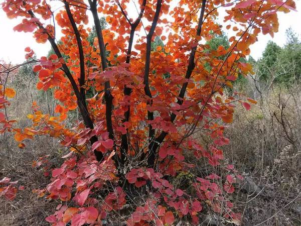 山里辛庄村|秋日到北京顺义登浅山步道，欣赏不一样的多彩美景
