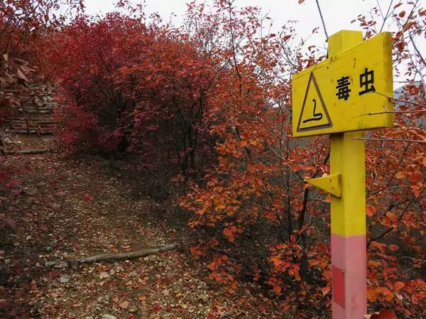 山里辛庄村|秋日到北京顺义登浅山步道，欣赏不一样的多彩美景