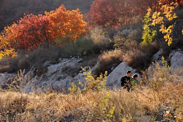 山里辛庄村|秋日到北京顺义登浅山步道，欣赏不一样的多彩美景