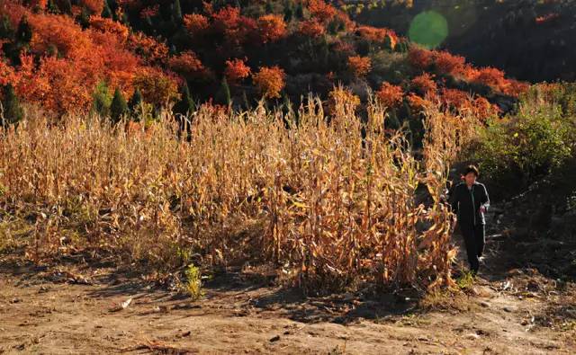 山里辛庄村|秋日到北京顺义登浅山步道，欣赏不一样的多彩美景