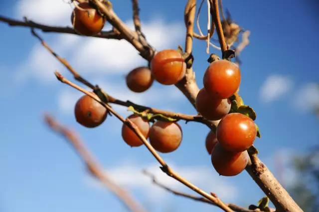 山里辛庄村|秋日到北京顺义登浅山步道，欣赏不一样的多彩美景