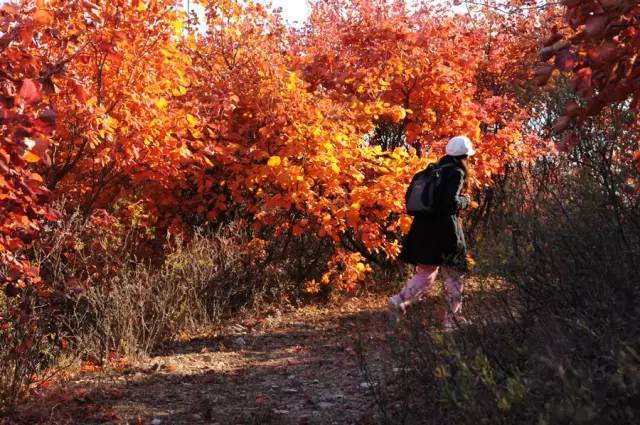 山里辛庄村|秋日到北京顺义登浅山步道，欣赏不一样的多彩美景