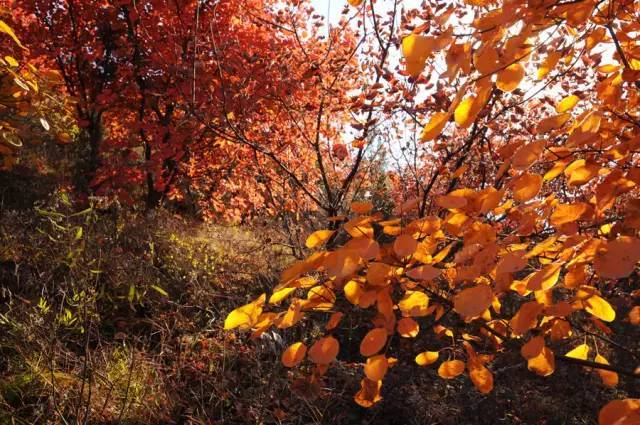 山里辛庄村|秋日到北京顺义登浅山步道，欣赏不一样的多彩美景