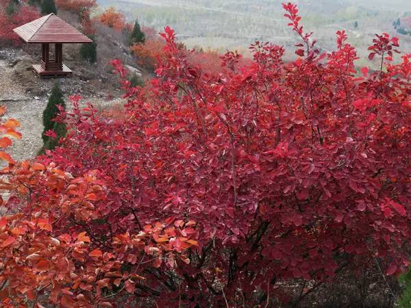 山里辛庄村|秋日到北京顺义登浅山步道，欣赏不一样的多彩美景
