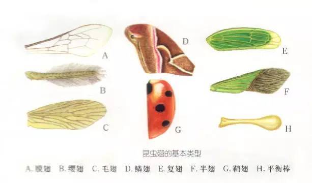 一分钟读懂昆虫形态