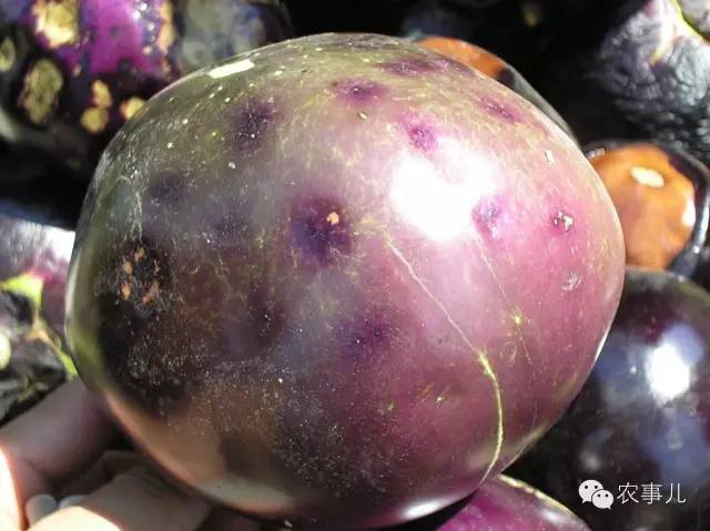 14种茄子病害详细图谱,看图识别,一目了然