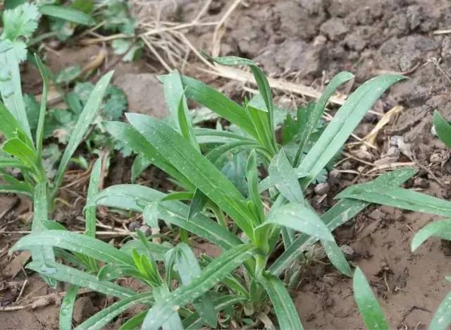 26种阔叶杂草高清图!看完心里更有谱!