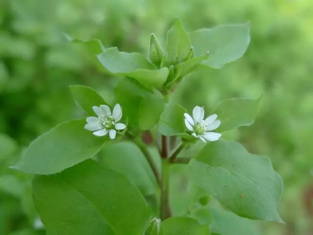 藜,小蓟(刺儿菜,大蓟,扁蓄,牛繁缕,王不留行,宝盖草,野老鹳草,泥胡菜