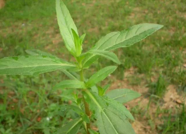 野老鸛草▼寶蓋草▼王不留行▼牛繁縷▼萹蓄▼大薊▼小薊(刺兒菜)▼藜