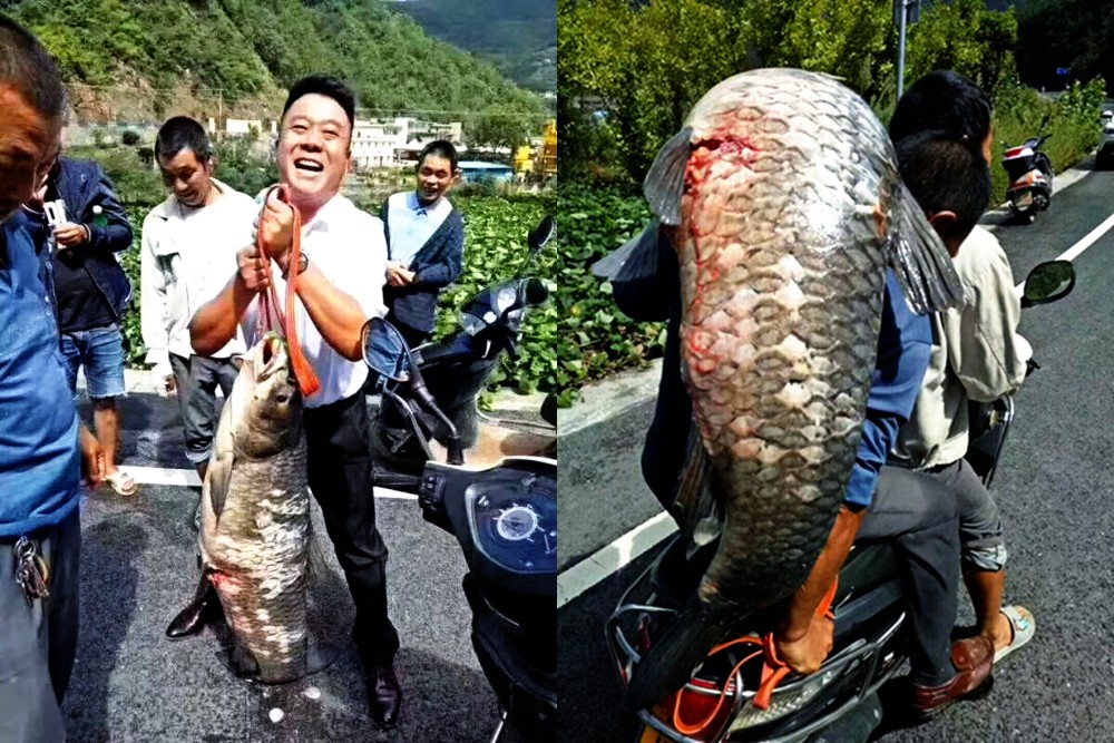 水库开闸泄洪 村民捡到50斤青鱼