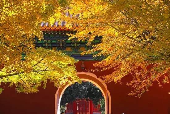 北京|一到秋天，北京就美成了北平