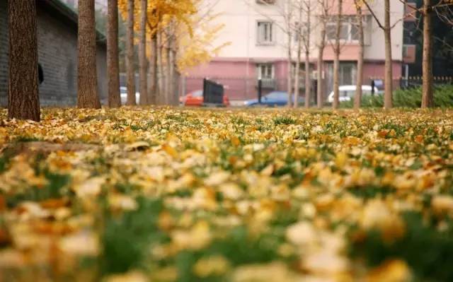 北京|一到秋天，北京就美成了北平