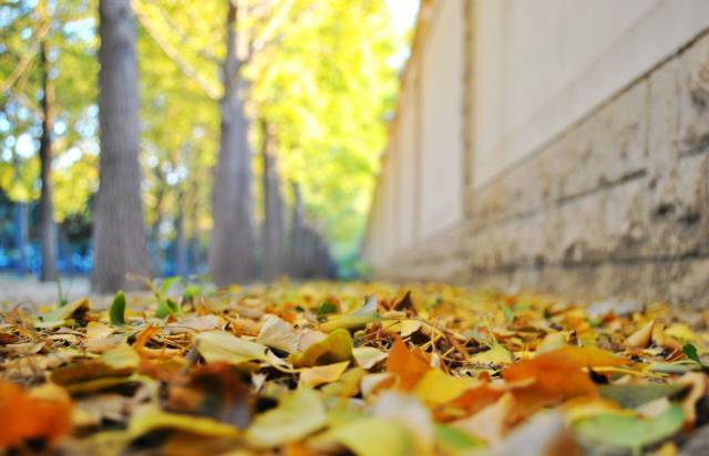 北京|一到秋天，北京就美成了北平