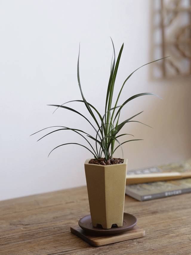 兰花之美只有中国人最懂