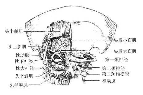 頸椎是百病之源枕下肌群至關重要