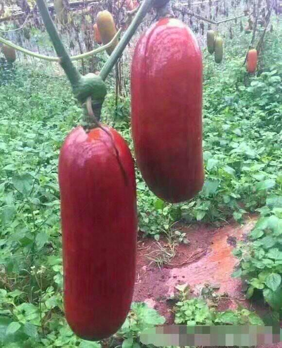 南方这十种的特色水果,有些南方人也不