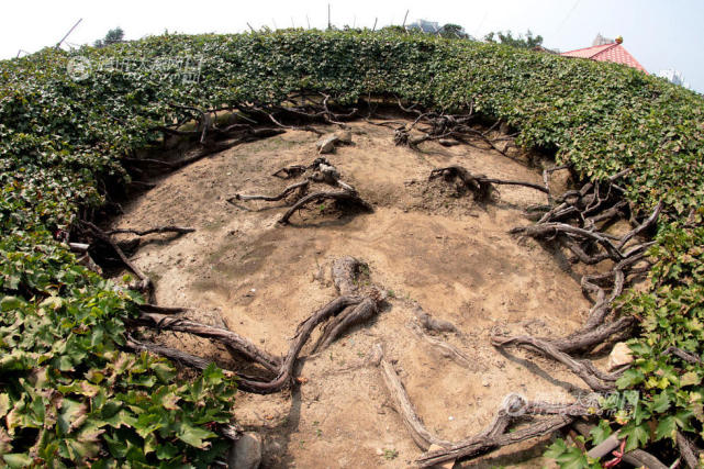 河北现百岁葡萄架最老的达八百年