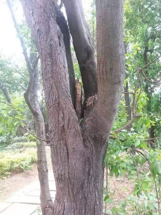 在印度有兩種檀,一種當地叫紅檀(red sandalwood),我們國內叫小葉紫檀