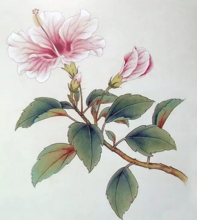 画谱|工笔花卉画谱40幅
