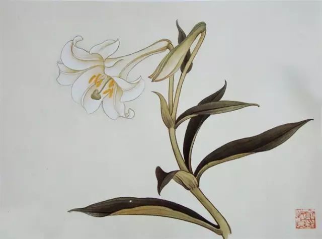 画谱|工笔花卉画谱40幅