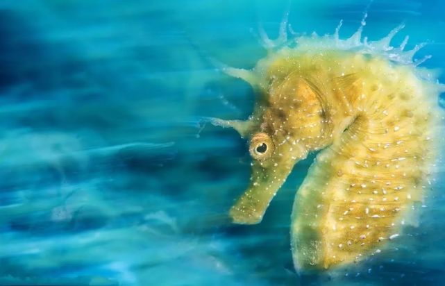 舟山渔民捕获一只黄金海马 国内极其罕见 世相万千 烟