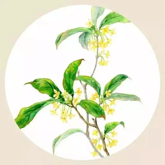 秋意|一年秋意浓，十里桂花香