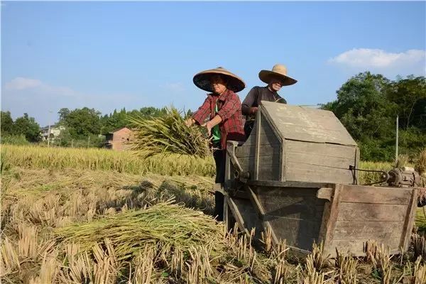 在外打工的新化人,農忙季節已到,你媽叫你回家收稻穀了?