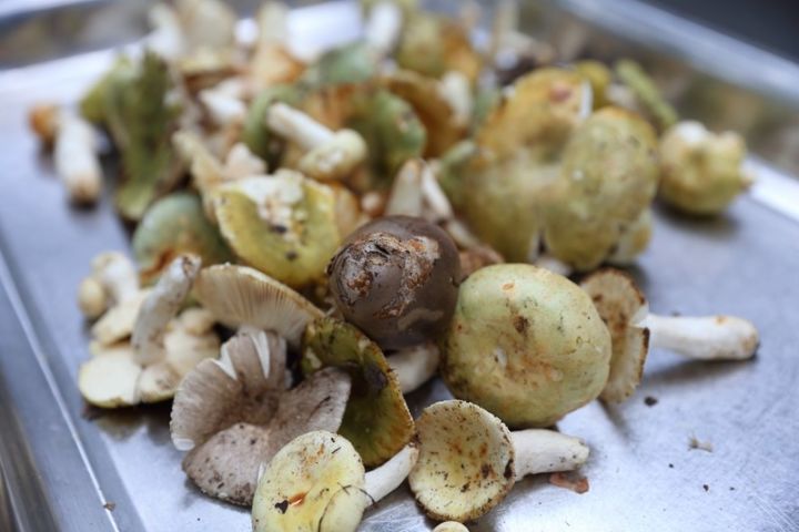 王四酒家以"山肴野蔌"而誉满江南,松树蕈即为野蔌的一种.