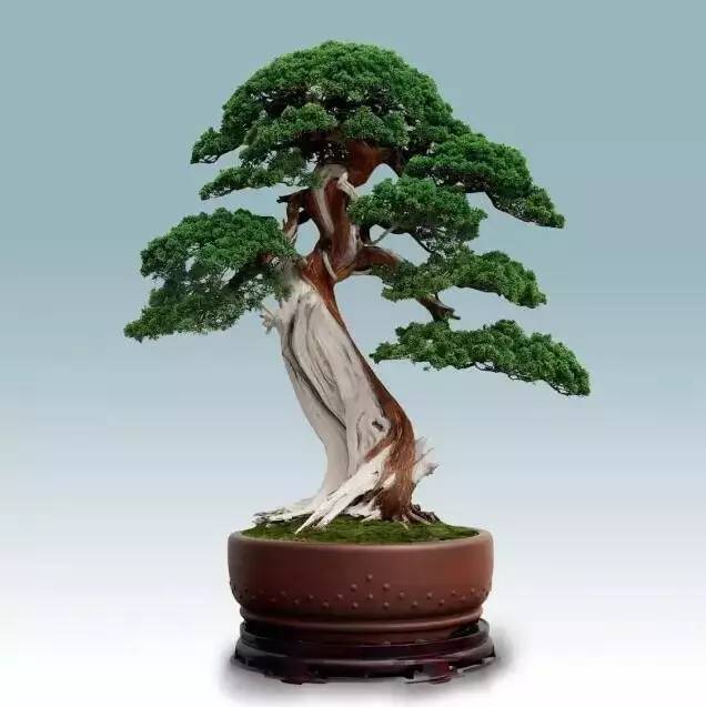 大师级别的盆景满满的诗意优雅