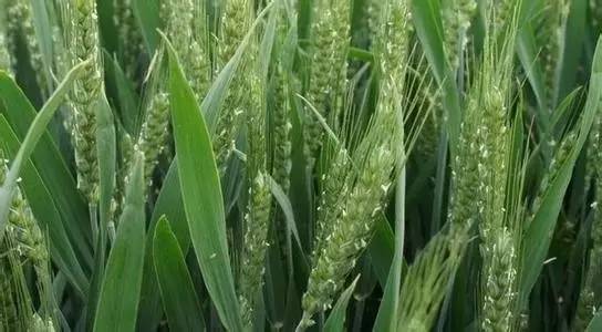 冬小麦|今年小麦什么时间播种好？牢记：晚播一天，用种量增加一斤！