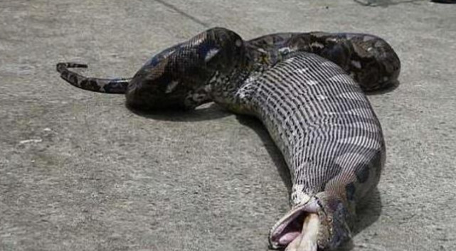 女子养蟒蛇当宠物,外出回家时发现闯下大祸,欲哭无泪后悔莫及