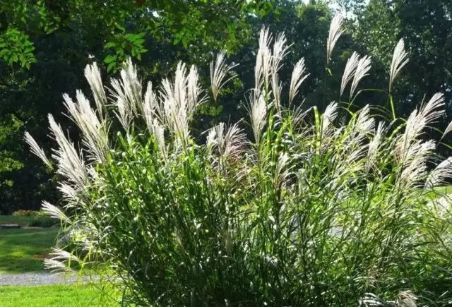 植物认知 芒草类观赏草介绍