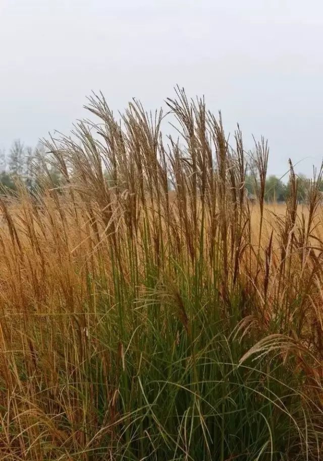 植物认知 芒草类观赏草介绍