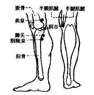 膝關節附近有人體的重要養生穴位如足三里,陽陵泉以及曲泉,陰谷等.