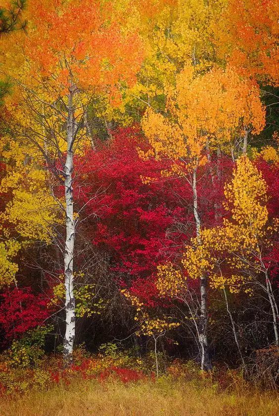 金秋图片 腾讯网
