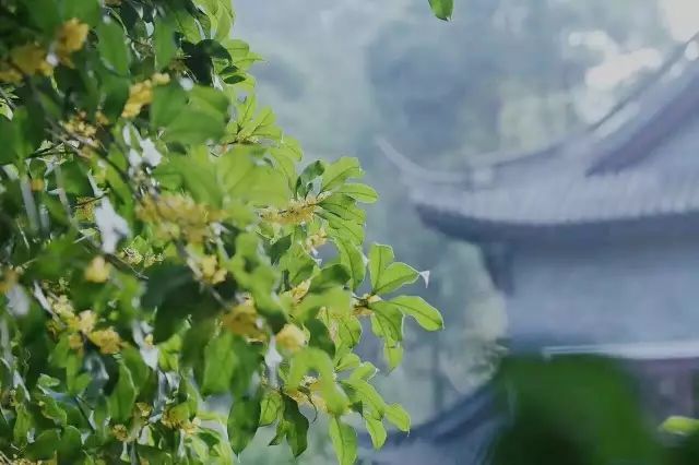 秋意|一年秋意浓，十里桂花香