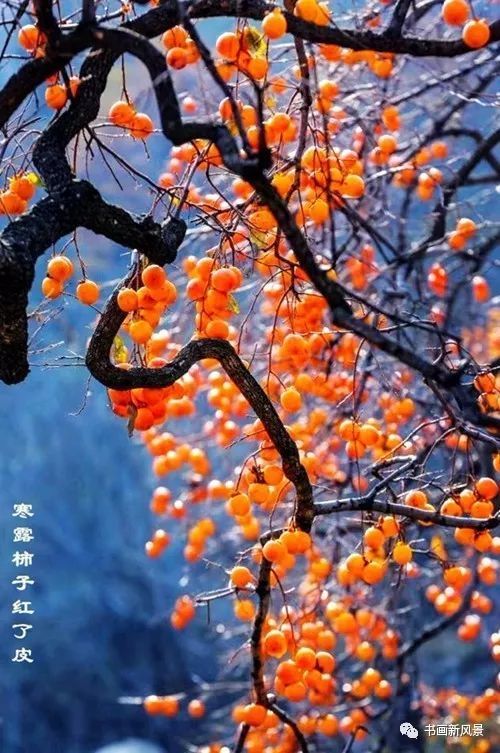 节气|寒露，柿子红了皮