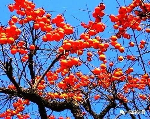 节气|寒露，柿子红了皮