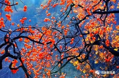 节气|寒露，柿子红了皮