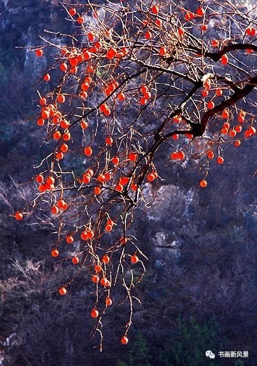 节气|寒露，柿子红了皮