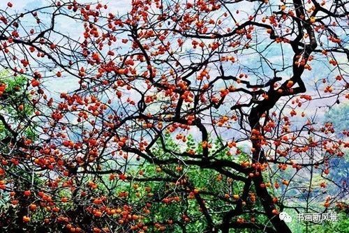 节气|寒露，柿子红了皮