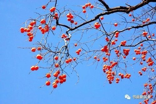 节气|寒露，柿子红了皮